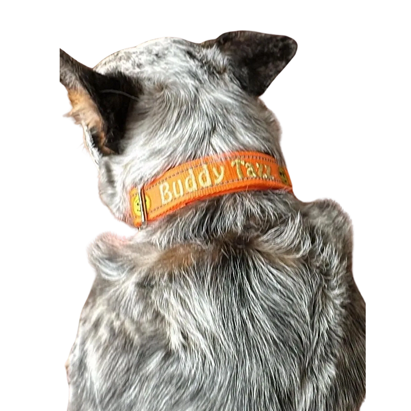 Custom Personalized Dog Collar